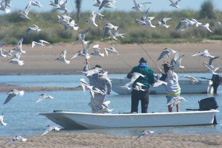 Fishermen catch seagulls on a fishing boat. Mar Chiquita lagoonのeditorial素材