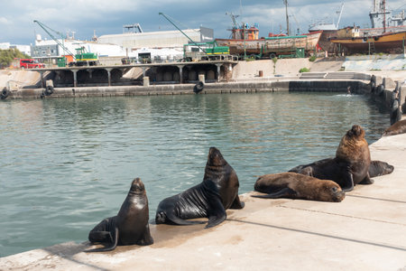 sealions resting on the quay in mar del plata fishing boats portのeditorial素材