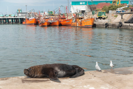 Sealion in the fishing ships portのeditorial素材