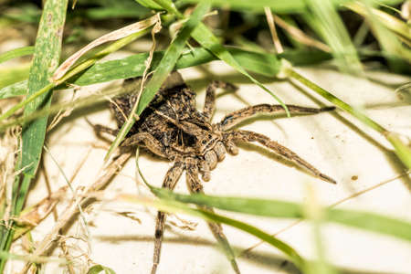 Spider stalking in the garden