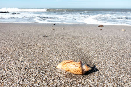 Crab shell on the beach