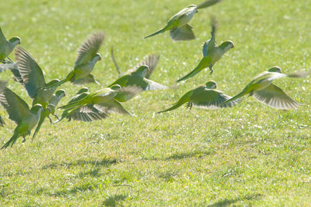 argentinian parrots flying on the green fieldsの写真素材