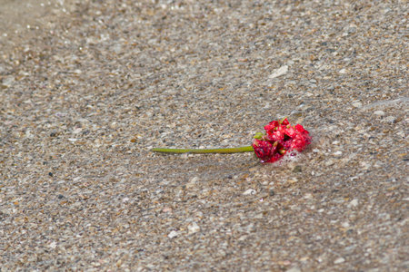 Rose flower on the sand Feelingの写真素材
