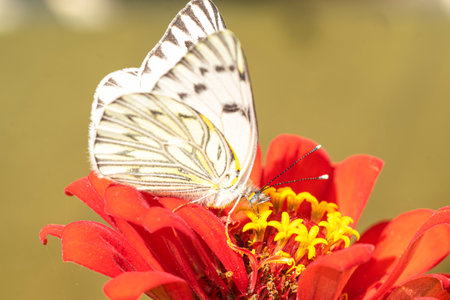 Tatochila mercedis butterfly sucking nectar on a red zinnia flowerの写真素材