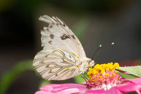 White butterfly sucking nectar from a purple zinnia flower , in the garden