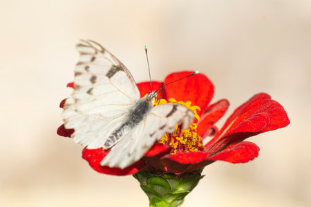 White butterfly on a red zinnia flower, in the gardenの写真素材