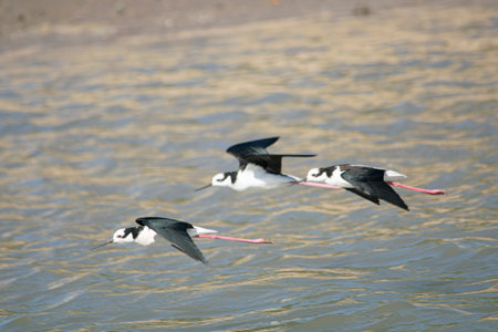 White-backed stilt flying on th water