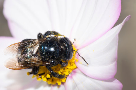 Black hornet on a white zinnia flower, in the gardenの写真素材