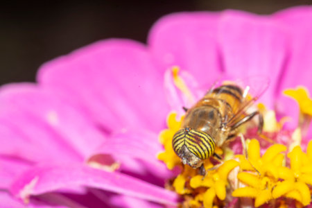 band-eyed-hover-fly sucking nectar on a purple zinnia flowerの写真素材