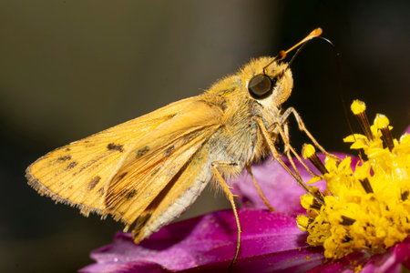 moth sucking nectar from a violet zinnia flowerの写真素材