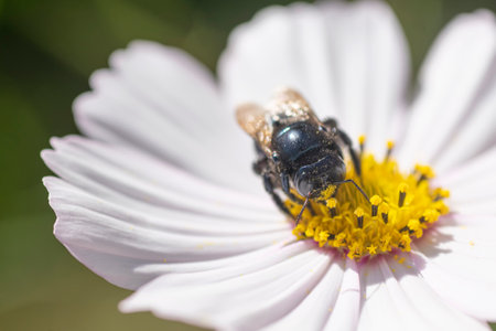 Black hornet on a white zinnia flower, in the gardenの写真素材