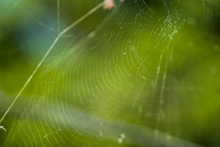 Background , Spider web in the green gardenの写真素材