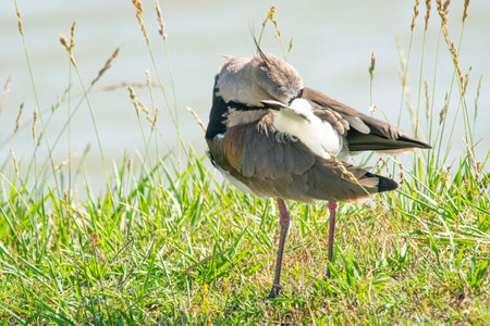 Southern lapwing walking on the earth path