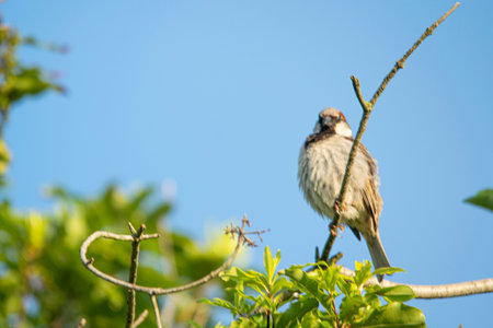 Sparrow perched on a branchの写真素材