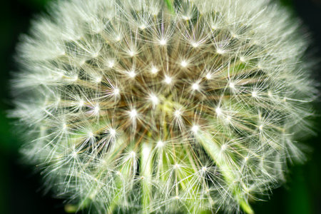 Dandelion seeds in the green garden