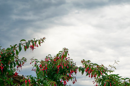 Red Fuchsia flowers in the garden with cloudy sky background.の写真素材