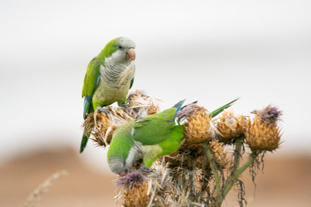 Parakeet on a thistle in the wild Argentina
