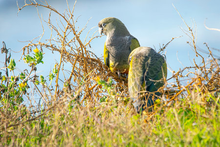 Parrot sitting on a branch of a tree in Santa Clara del Mar, Buenos Aires, Argentinaの写真素材