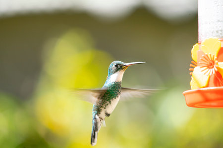 Hummingbird sucking nectar from a flowe, in the gardenrの写真素材