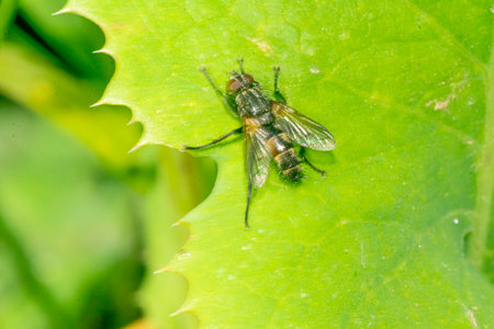 Little fly perched on a green leaf, in the garden