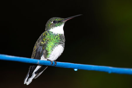 Hummingbird perched on a blue cable
