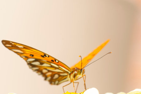 Gulf fritillary butterfly sucking nectar on a purple zinniaflowerの写真素材