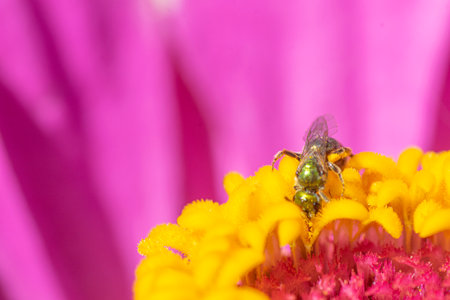 Fruit fly perched on a purple and yellow flowerの写真素材