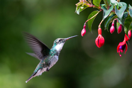 Hummingbird sucking nectar from a fuchsia flowerの写真素材