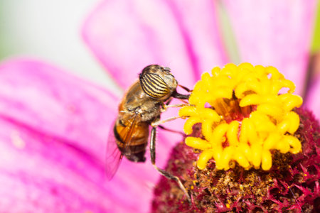 Hoverfly on flower in the garden, Thailand. Macro.