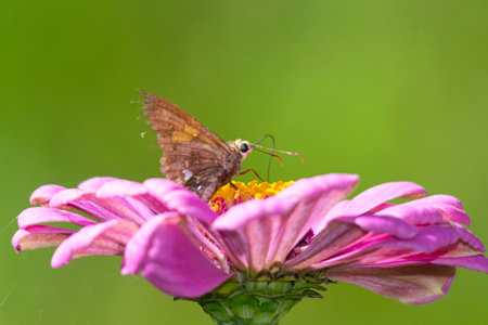 Argentinian jumping butterfly on a purple zinnia flowerの写真素材