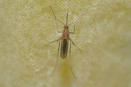 Mosquito perched on a bath curtainの写真素材
