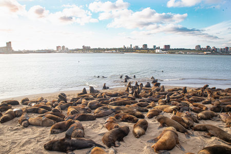 Sealions colony in the harbor