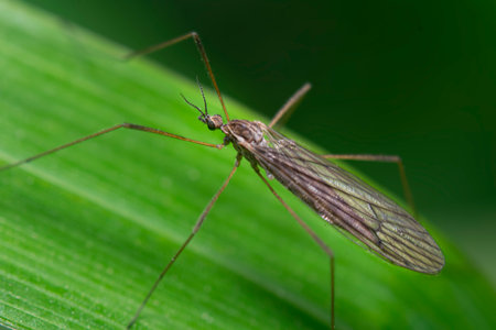Marsh crane fly perched on a green leaf