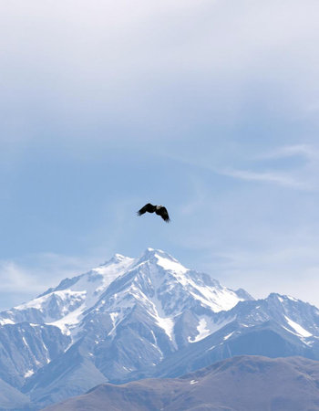 A flying condor over the mountains of Patagonia, Argentinaの素材