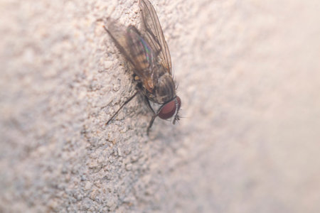 Common fly perched on the wallの写真素材