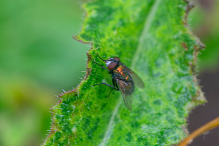 Fly perched on a green leafの写真素材