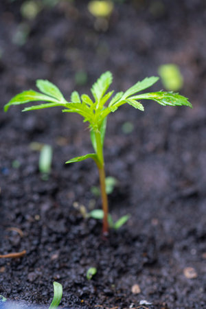 Cosmos flower plant growingの写真素材