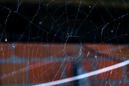 Spider web in the yard