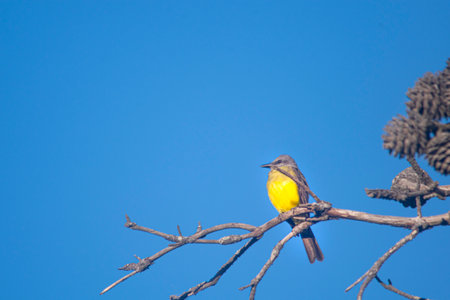 Tropical kingbird on a tree