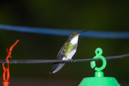 Hummingbird on a wire, in the yardの写真素材