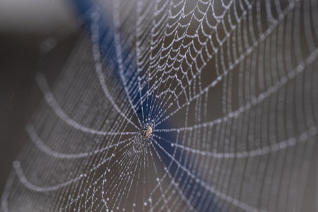 Cobweb Spider web in the yardの写真素材
