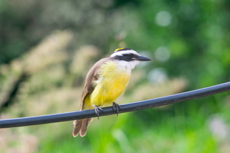Great kiskadee in the yardの写真素材
