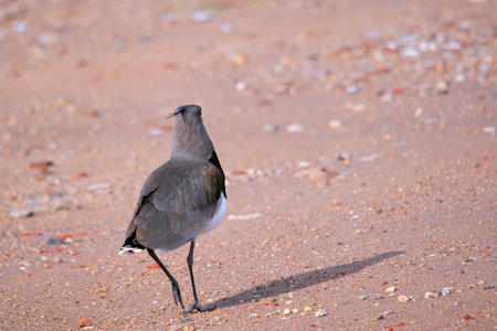 Northern Lapwing (Vanellus vanellus) on the beach