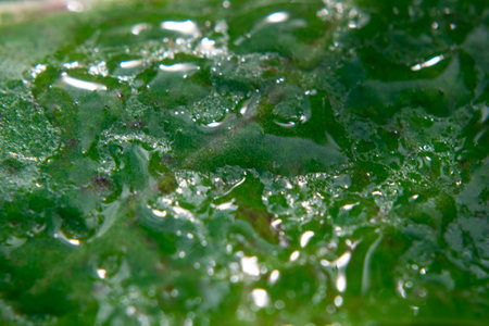 Rain drops on a green leaf