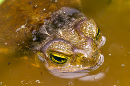 Toad in the yellowish water