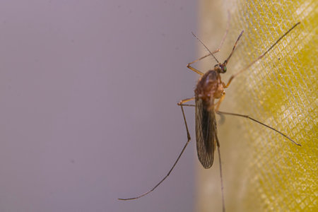 Mosquito perched on a yellow curtainの写真素材