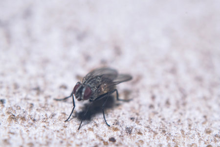 Common fly perched on a wallの写真素材