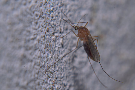 Mosquitoes on a gray wallの写真素材