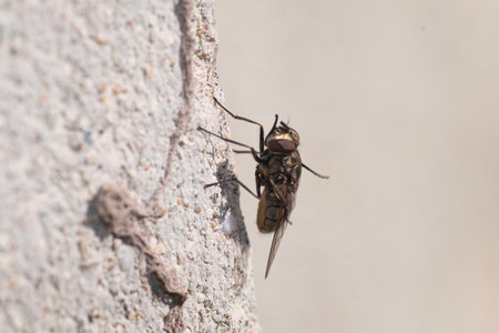 Fly perched on a gray wallの写真素材