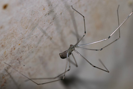 Long legs spider stalking on the wall
